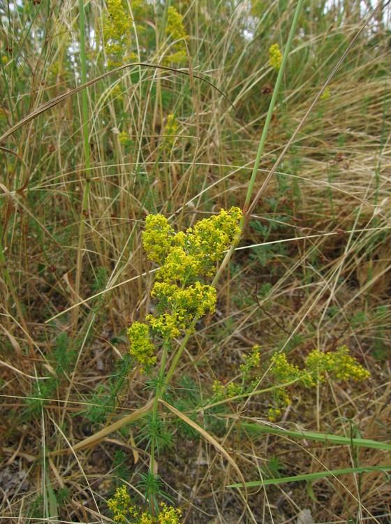 Galium verum